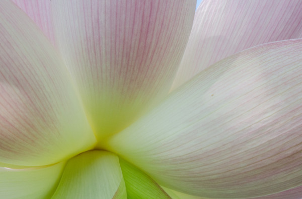 Lotus Blossom Abstract #2, Kenilworth Aquatic Gardens