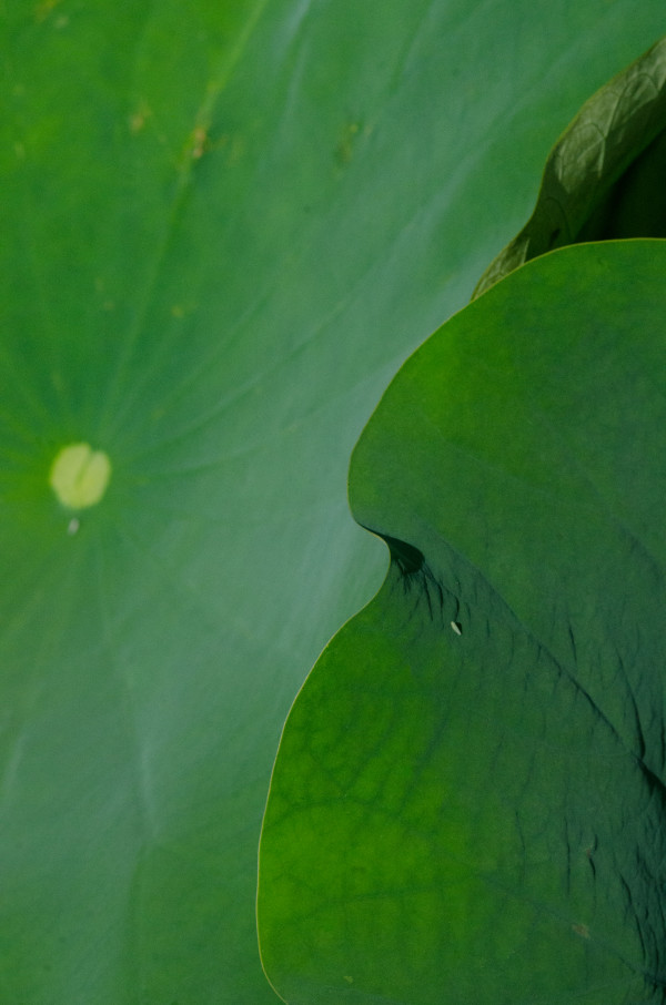 Lotus Leaf Abstract #1, Kenilworth Aquatic Gardens by Jenny Nordstrom
