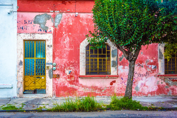 Weathered Wall with Tree - Puebla, Mexico by Jenny Nordstrom