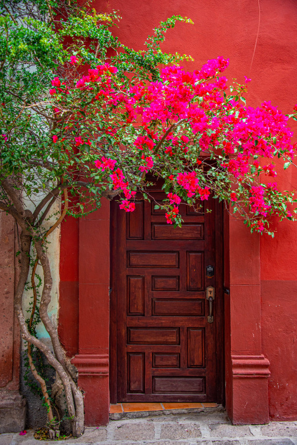 Bougainvillea Door in Red - San Miguel de Allende, Mexico by Jenny Nordstrom