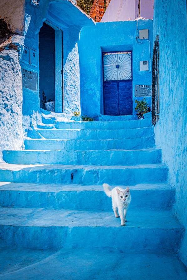 Curious Cat - Chefchaouen, Morocco
