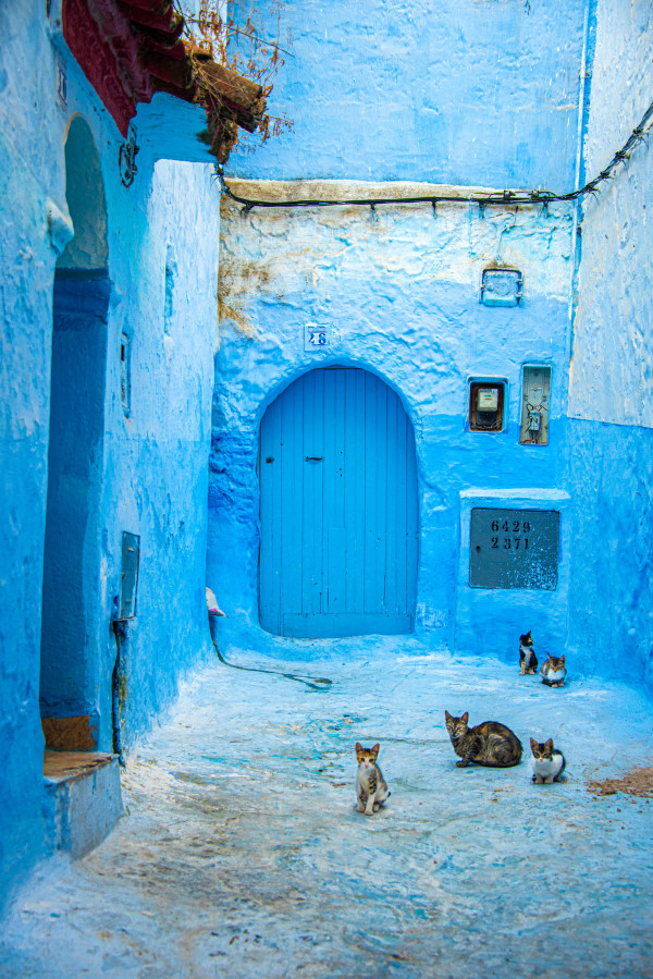 Kittens in Blue - Chefchaouen, Morocco