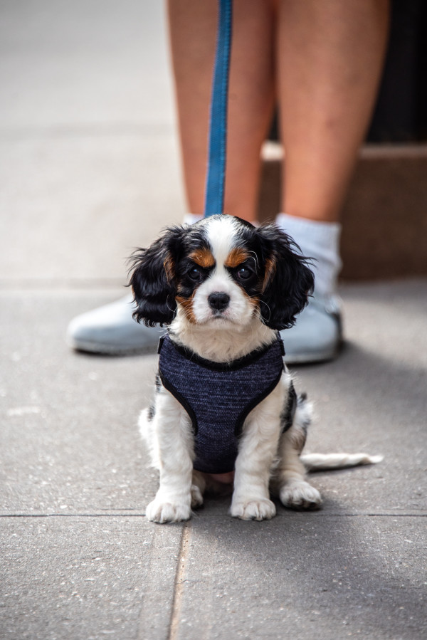 Adorable Puppy - New York City by Jenny Nordstrom