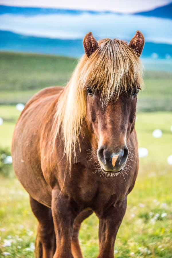 Serene Horse - Iceland
