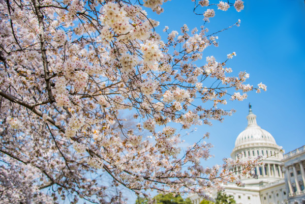 Cherry Blossoms & Capitol Building - Washington DC by Jenny Nordstrom