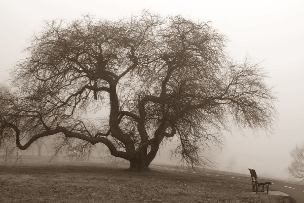 Foggy Tree - Washington DC (SEPIA horizontal version) by Jenny Nordstrom