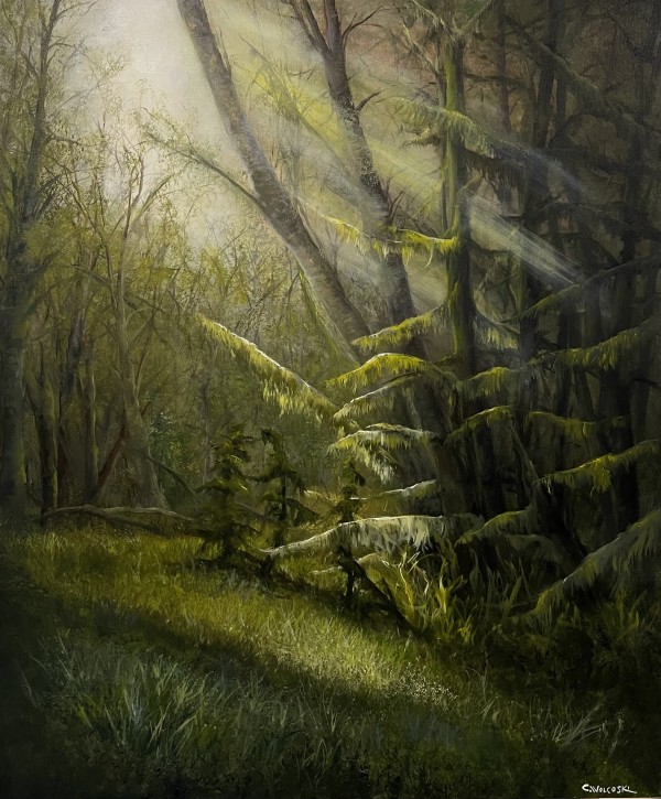 Haida Gwaii - Rainfall in the Forest