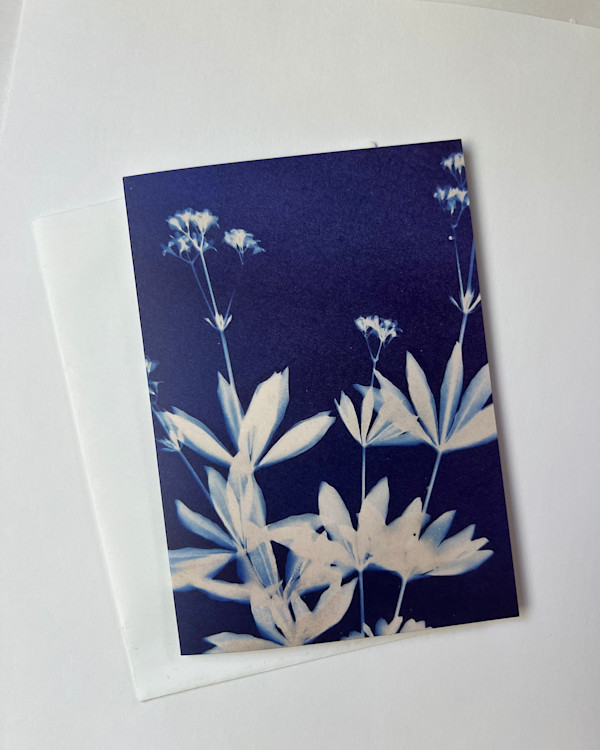 Sweet Woodruff by Michele Randall, Image 1.
