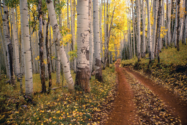 Aspen Path by Jill Sanders