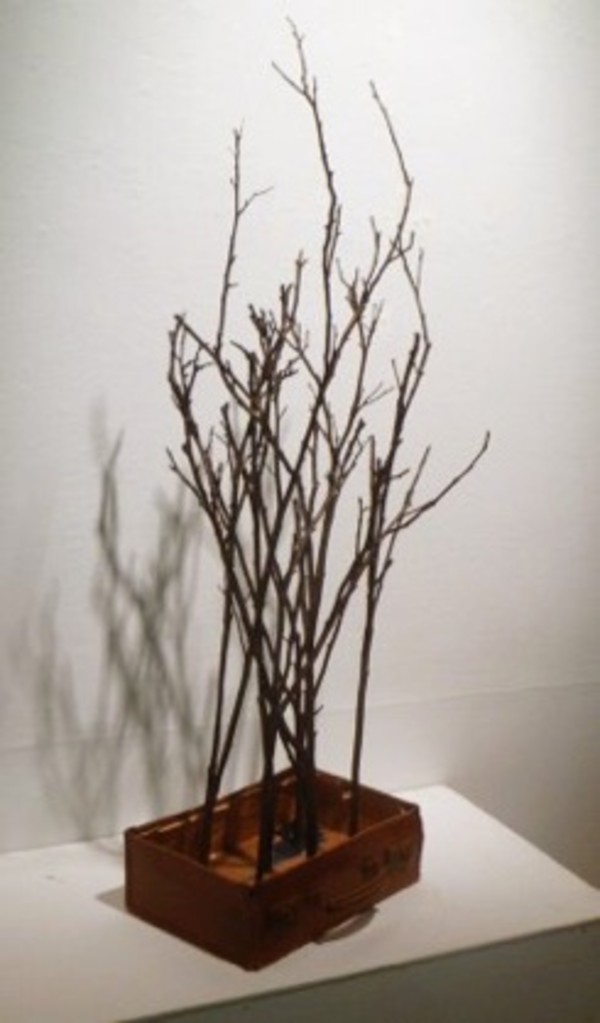 The Diana Trees, Image 1.