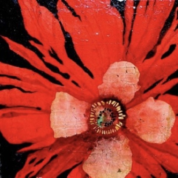1st Frilly Red Poppy by Roberta Ahrens
