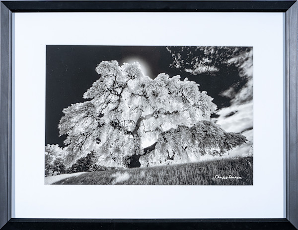 CamperdownElmTree by Charles Bonham