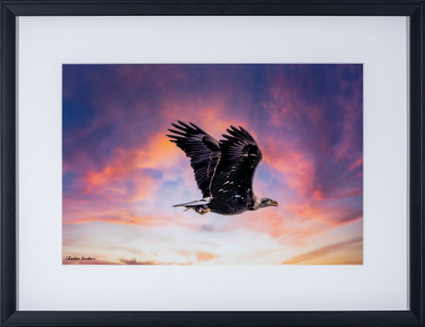Bald Eagle -Whiting Overlook Park by Charles Bonham