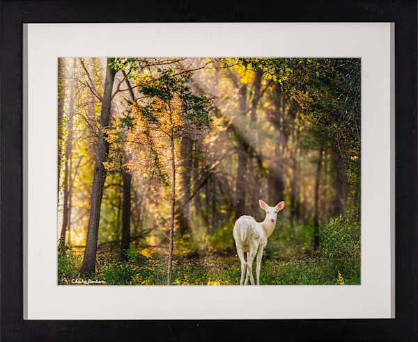 Albino Deer by Charles Bonham