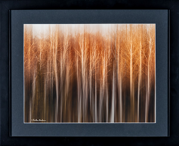 Winter Trees