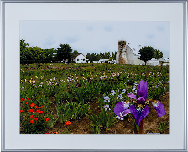 Traverse City Iris Farm by Charles Bonham
