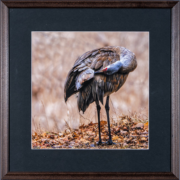 Sandhill Crane by Charles Bonham