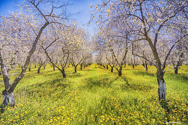 Traverse Cherry Orchard by Charles Bonham