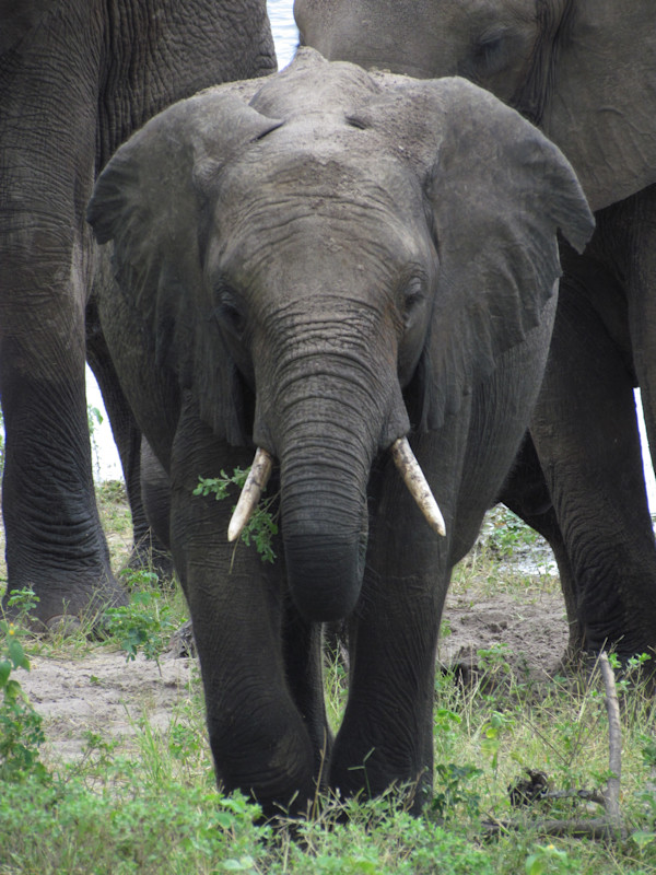 Elephant Calf by Derek Jinks