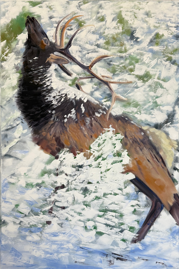 Elk in Snow by Matthew Jacobson