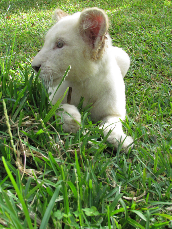 White Lion Cub by Derek Jinks