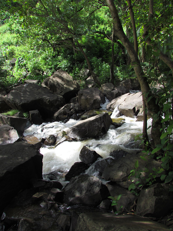 Jungle Waterfall by Derek Jinks