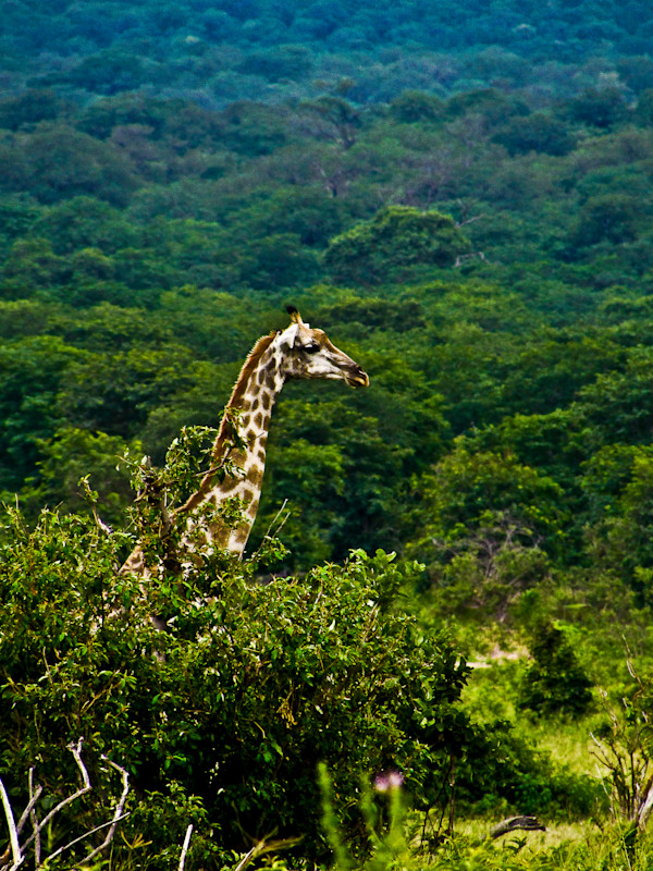 Rise Above by Derek Jinks