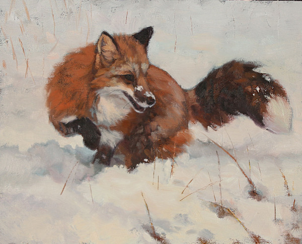Red Fox in Snow by Julia Rogers