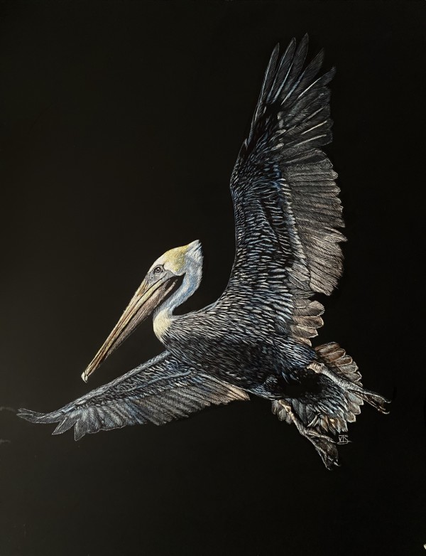 Pelican by Victor Simmons