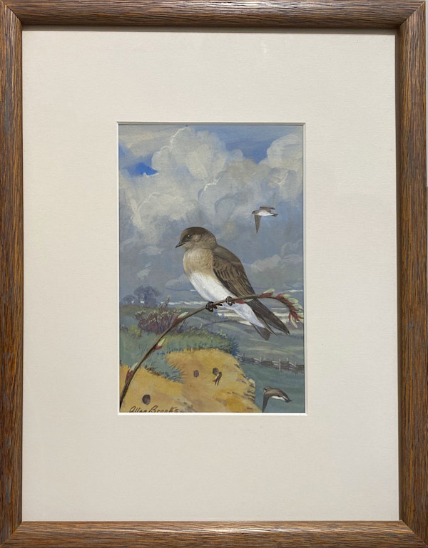 Swallow by Allan Brooks (1869-1946)