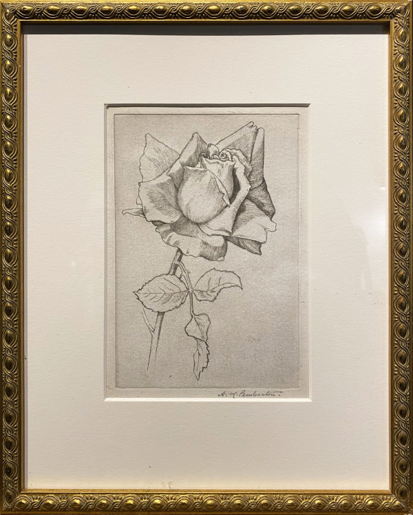 Rose by H.M. Pemberton (1871-1957)