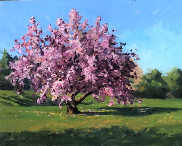 Cherry Blossom Tree in the Sun by Laurie Maher