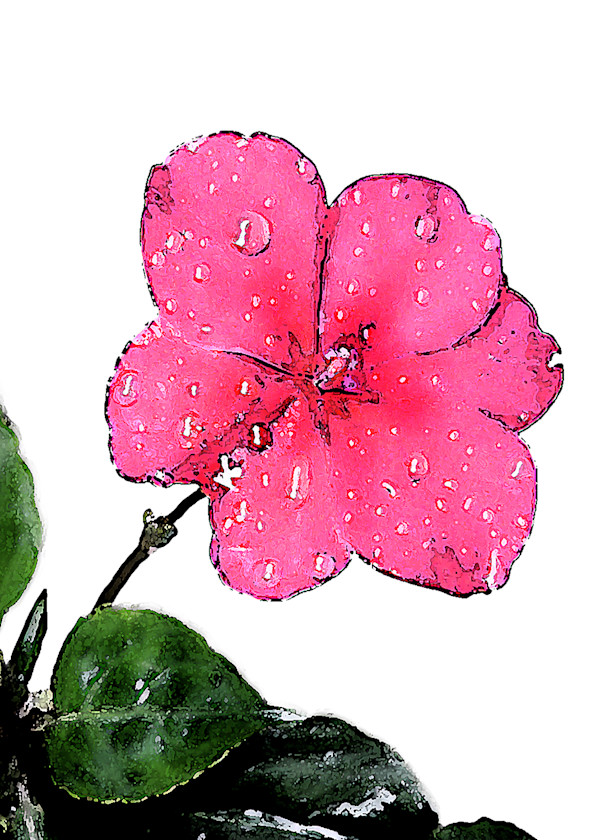 Pink Pansy 2 by Don Leverich
