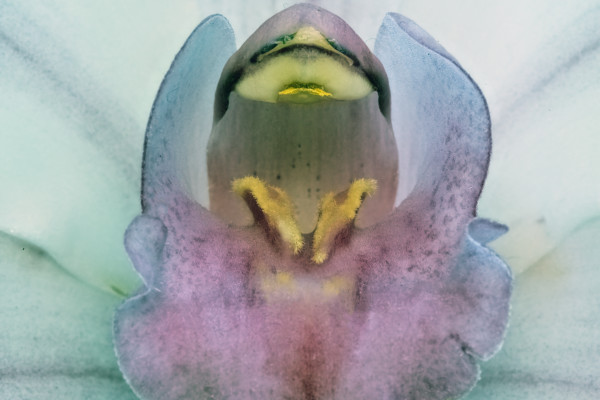 Orchid Detail 850_0722. 2020 by Marc Kittner
