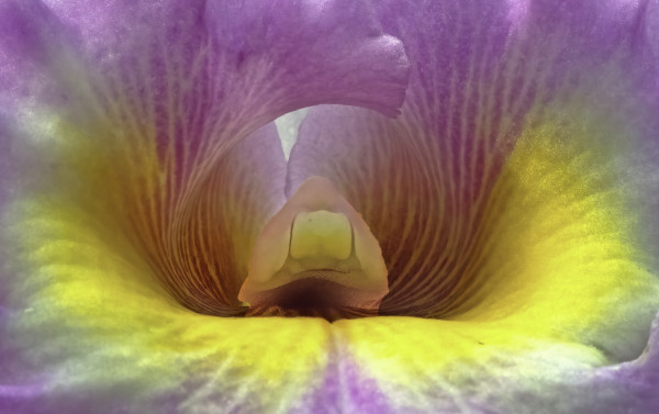 Cattleya Orchid Detail. 2020 by Marc Kittner