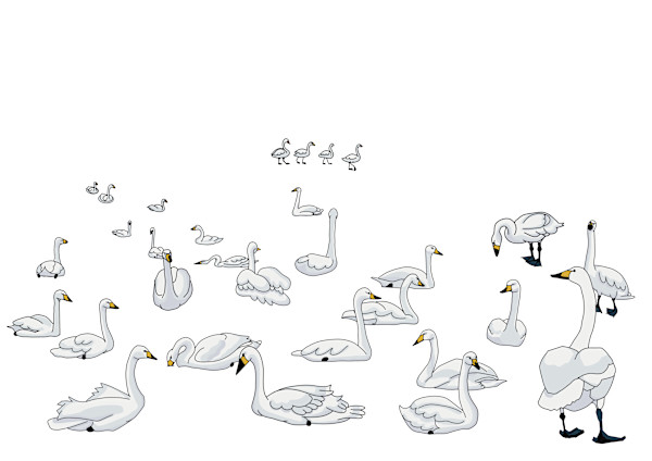 Iceland Post Card Collection - Swans by Linda Jen Art