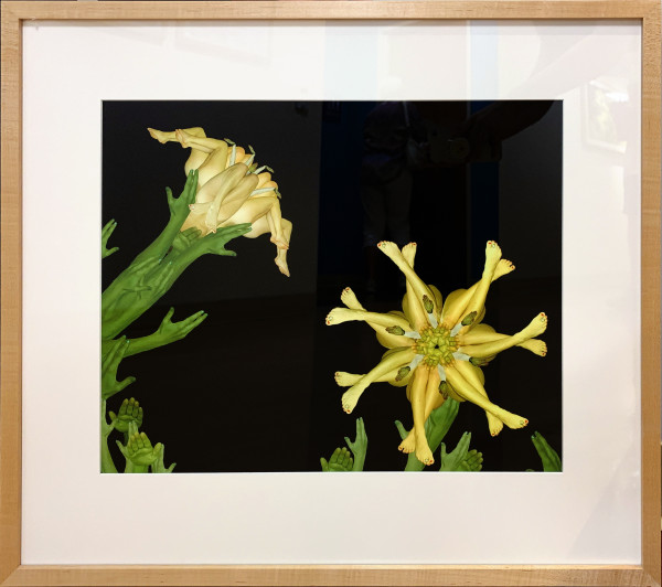 Yellow Lily by Cecelia Webber, Image 1.