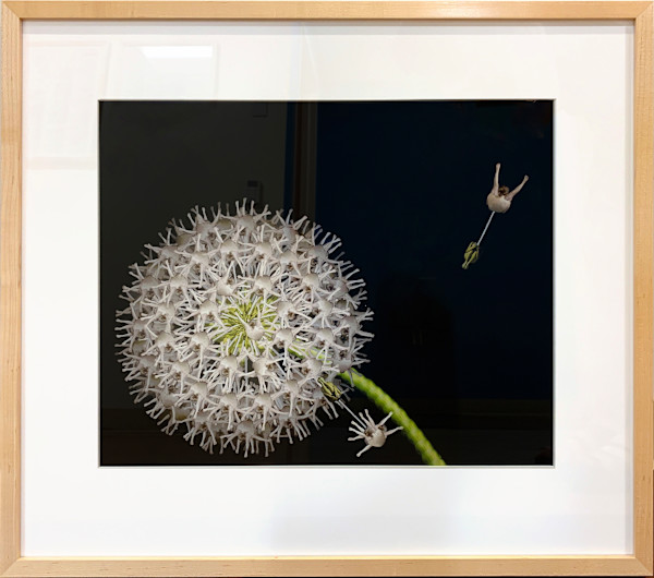 Dandelion by Cecelia Webber, Image 1.