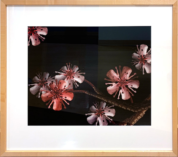 Cherry Blossom by Cecelia Webber, Image 1.