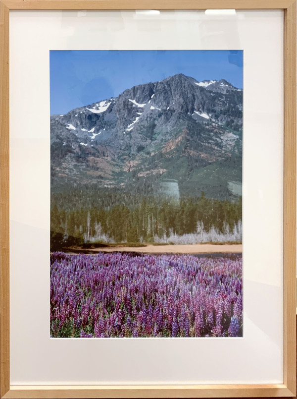 Tallac Lupin by Dirk Yuricich, Image 1.