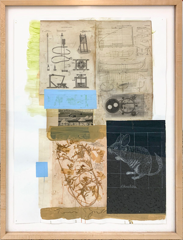 Chinchilla by Tom Judd, Image 1.