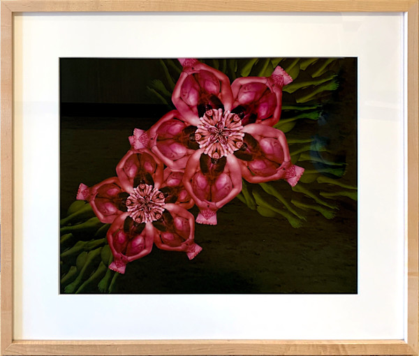 Jungle Pink by Cecelia Webber, Image 1.