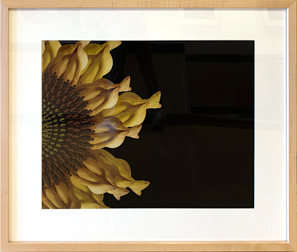 Sunflower by Cecelia Webber, Image 1.