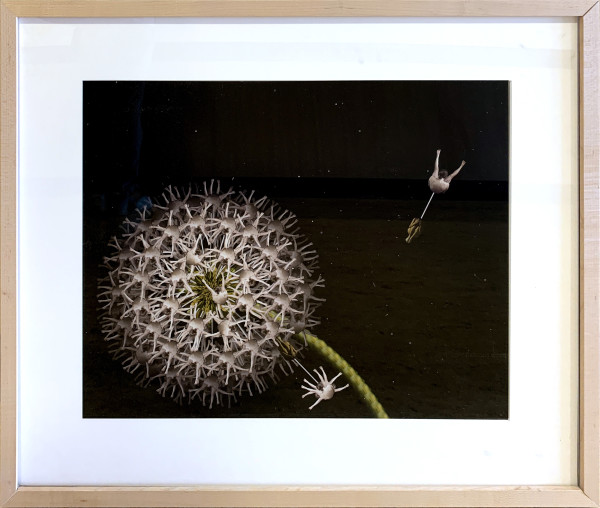 White Dandelion by Cecelia Webber, Image 1.