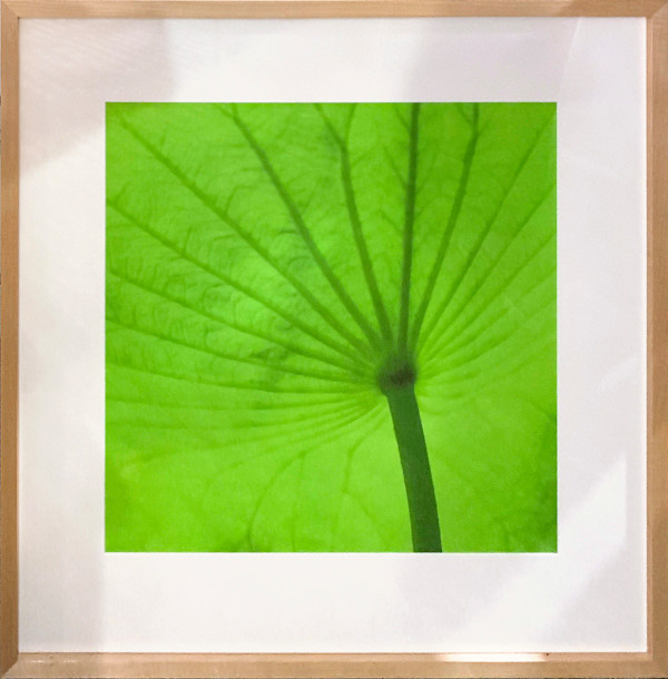 Lotus Leaf by Henry Domke, Image 1.