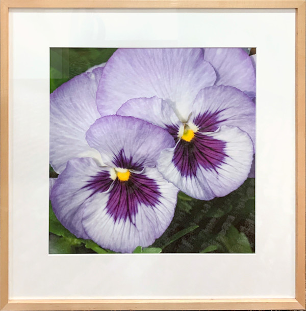 Pansies by Henry Domke, Image 1.