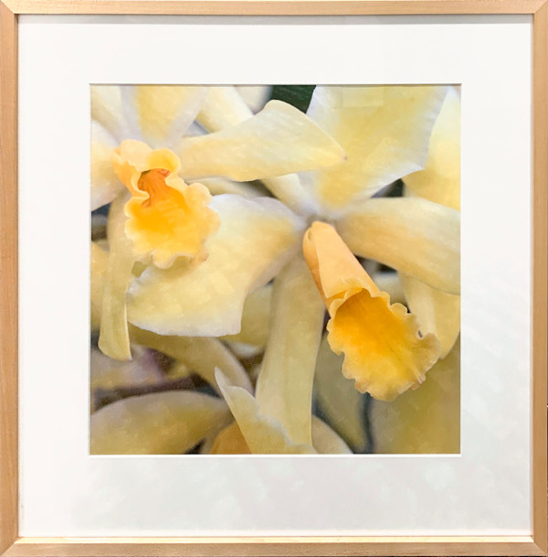 Ken Battle Orchid by Henry Domke, Image 1.