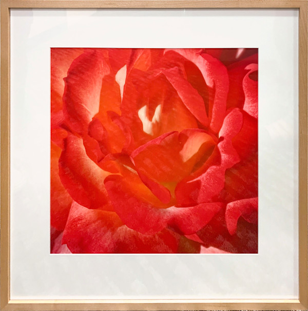 Red Rose by Henry Domke, Image 1.