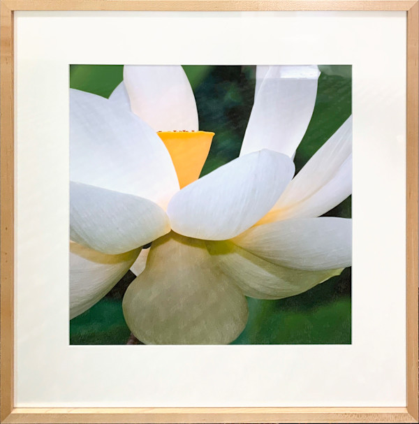 Lotus by Henry Domke, Image 1.