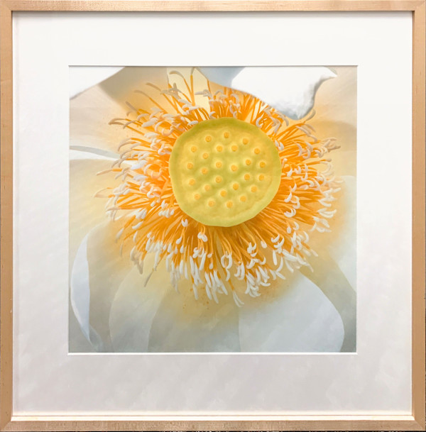 American Lotus by Henry Domke, Image 1.